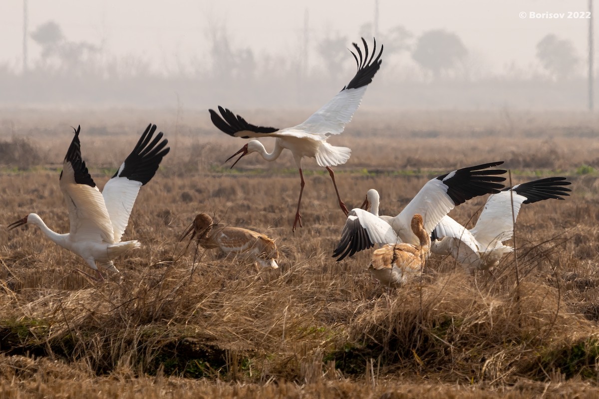 Siberian Crane - ML415007881