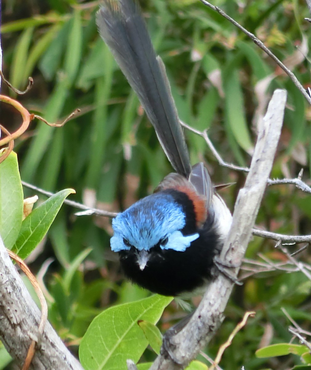 Red-winged Fairywren - ML415008091