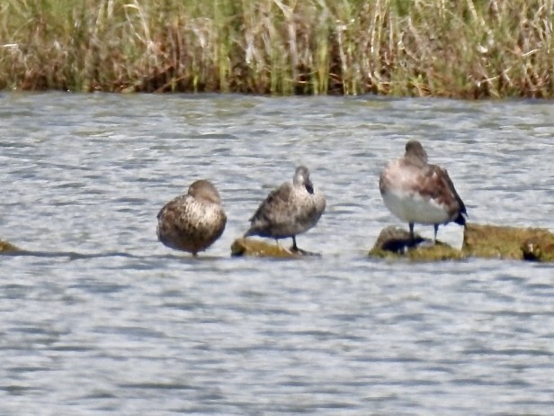 Blue-winged Teal - Ron Pozzi