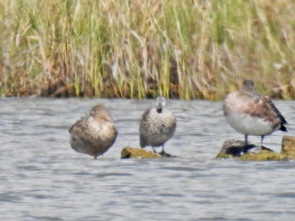 Blue-winged Teal - Ron Pozzi