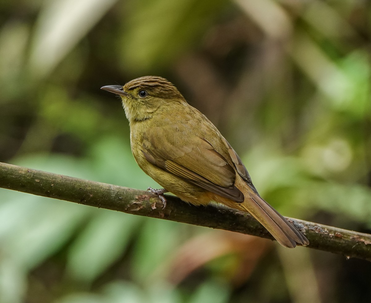 Cachar Bulbul - Rejoice Gassah
