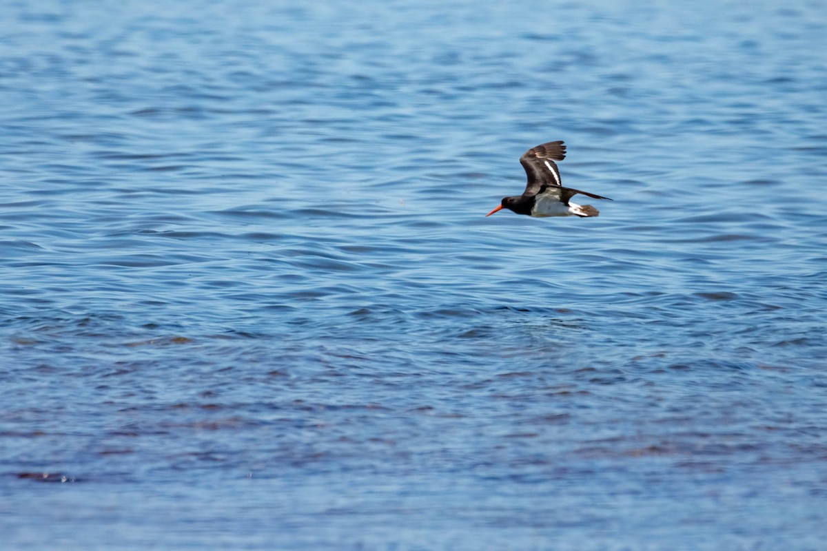 Pied Oystercatcher - ML415011641