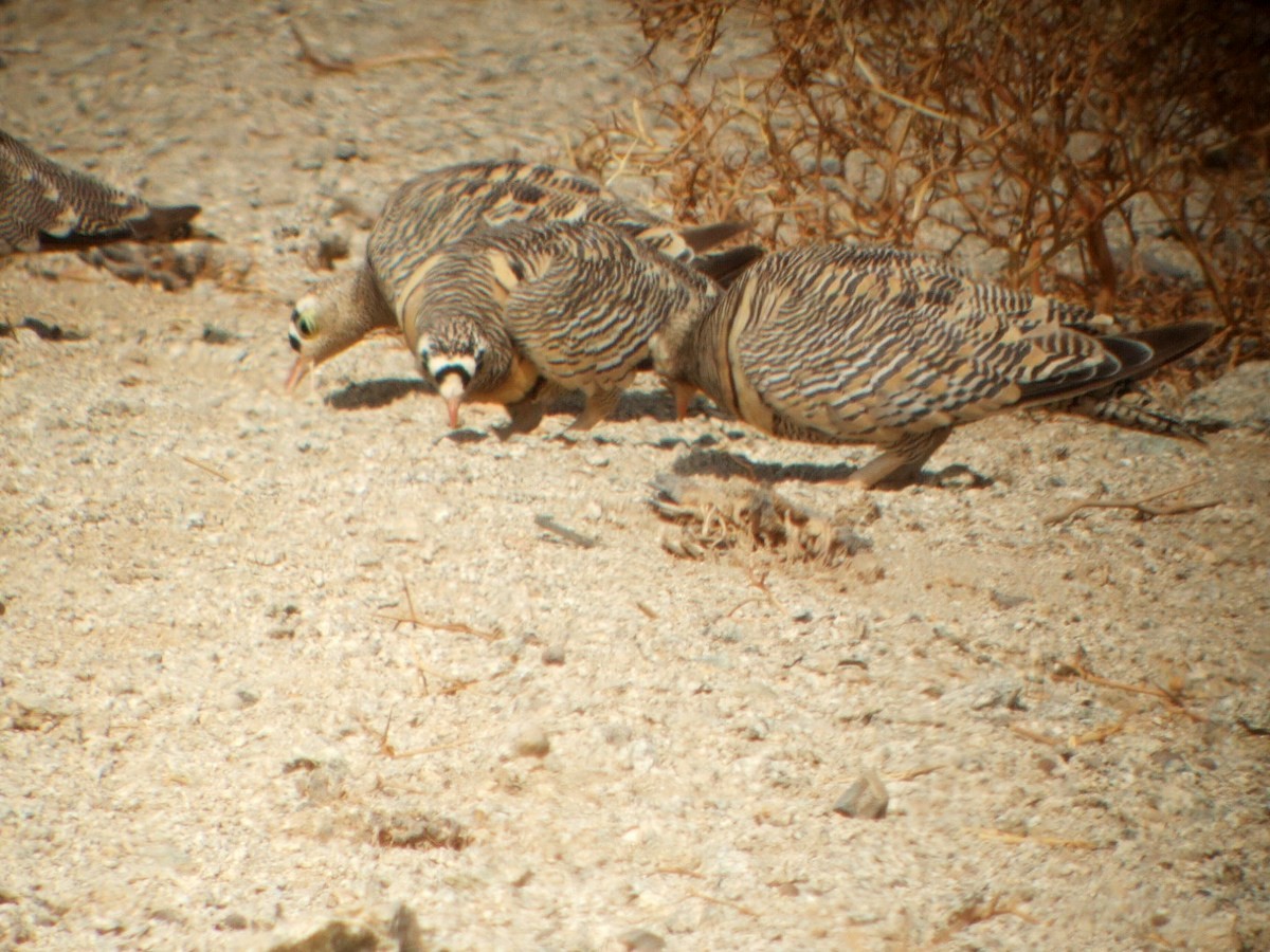 Lichtenstein's Sandgrouse (Lichtenstein's) - ML415012221