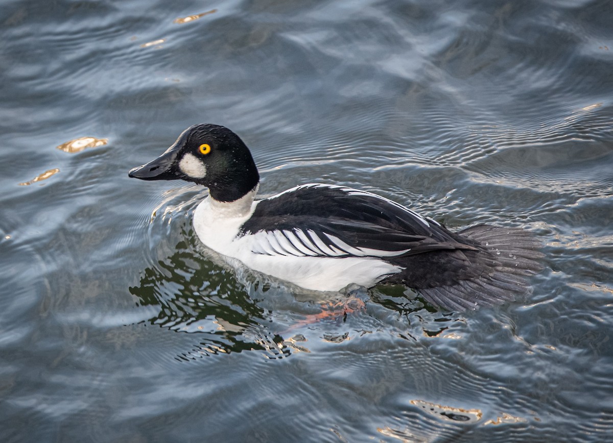 Common Goldeneye - ML415013031