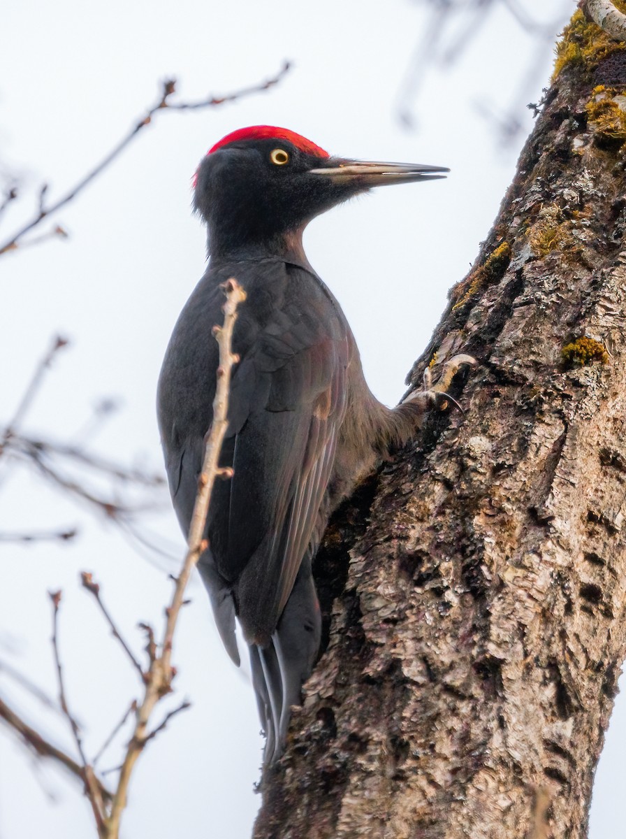 Black Woodpecker - ML415014951