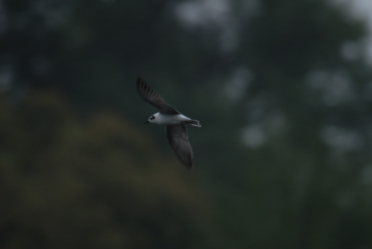 White-winged Tern - ML415015101