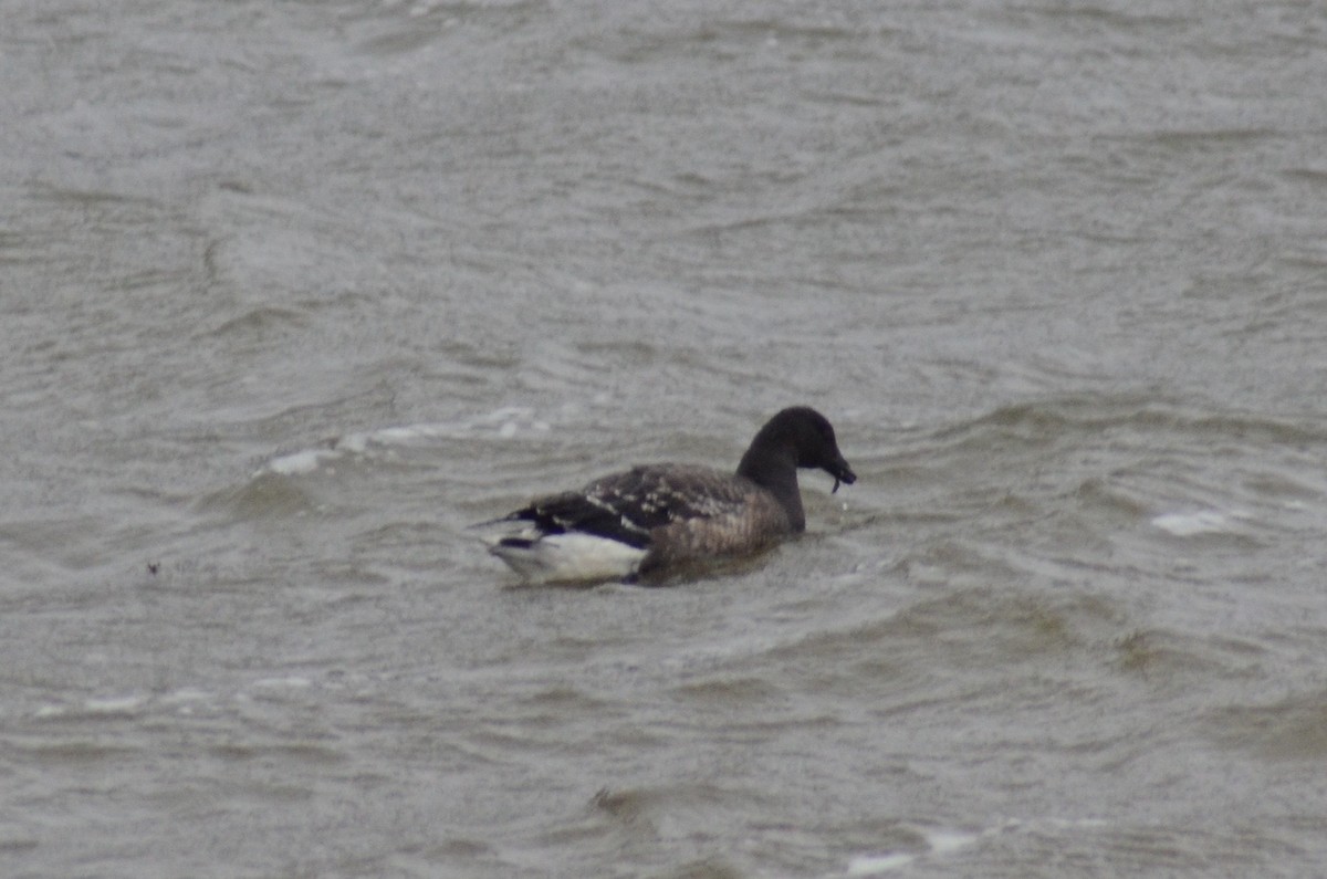 Branta musubeltza (nigricans) - ML415015321