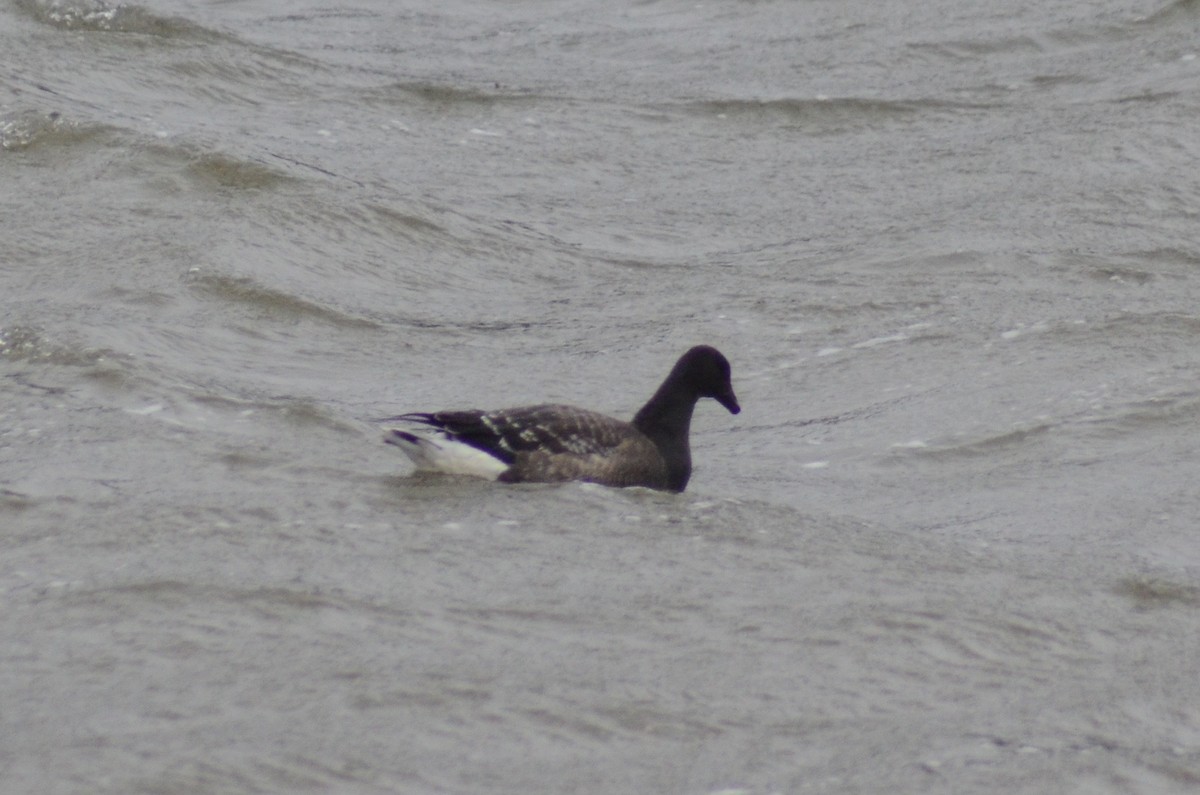 Branta musubeltza (nigricans) - ML415015331