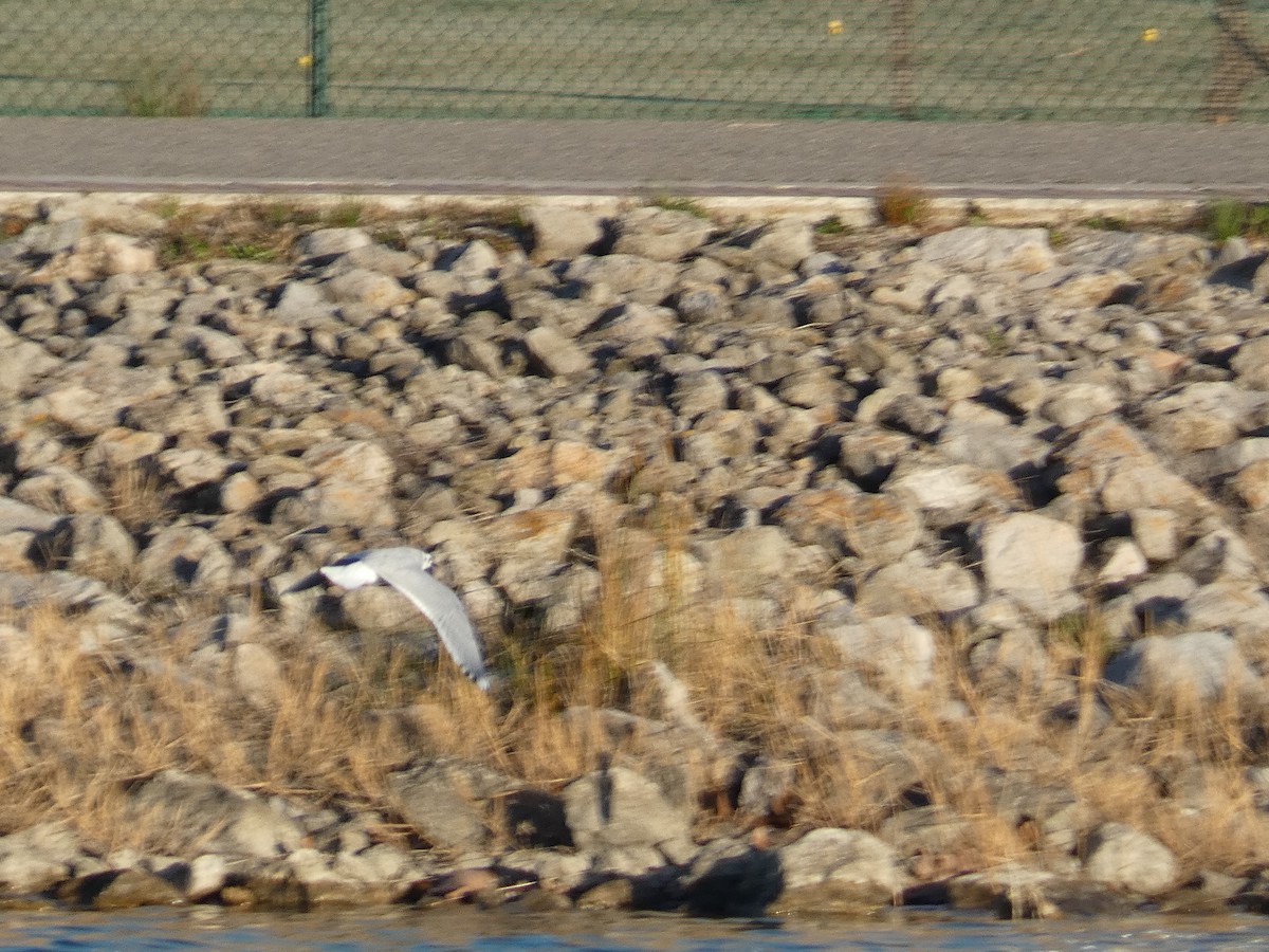 Little Gull - ML415015351