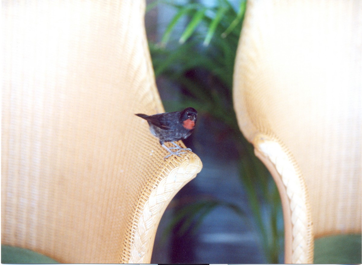 Lesser Antillean Bullfinch - ML415015771