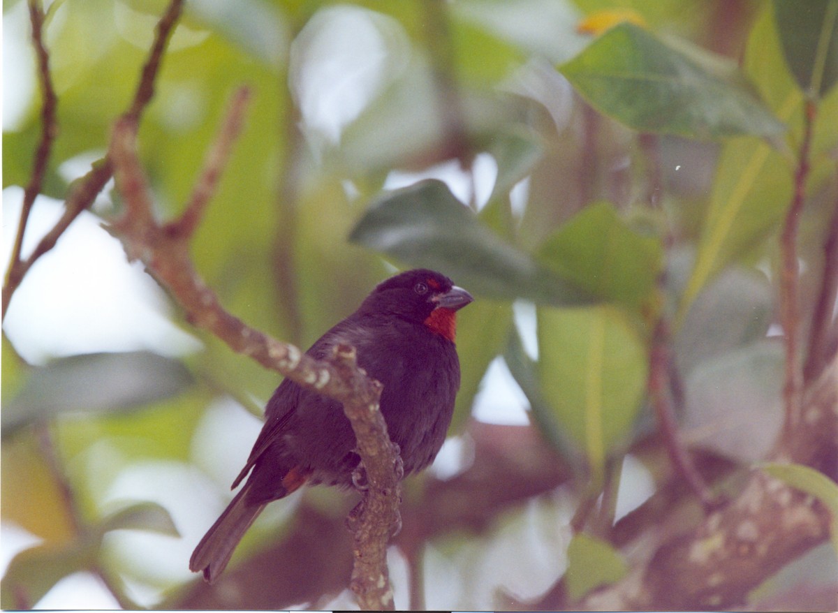 Lesser Antillean Bullfinch - ML415015781