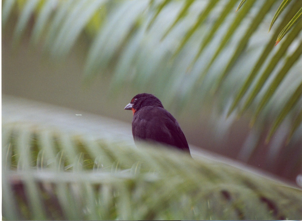 Lesser Antillean Bullfinch - ML415015791