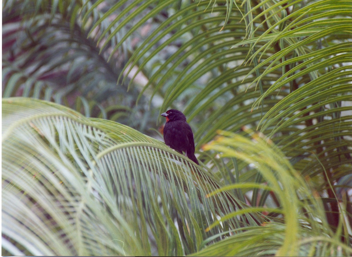 Lesser Antillean Bullfinch - ML415015801
