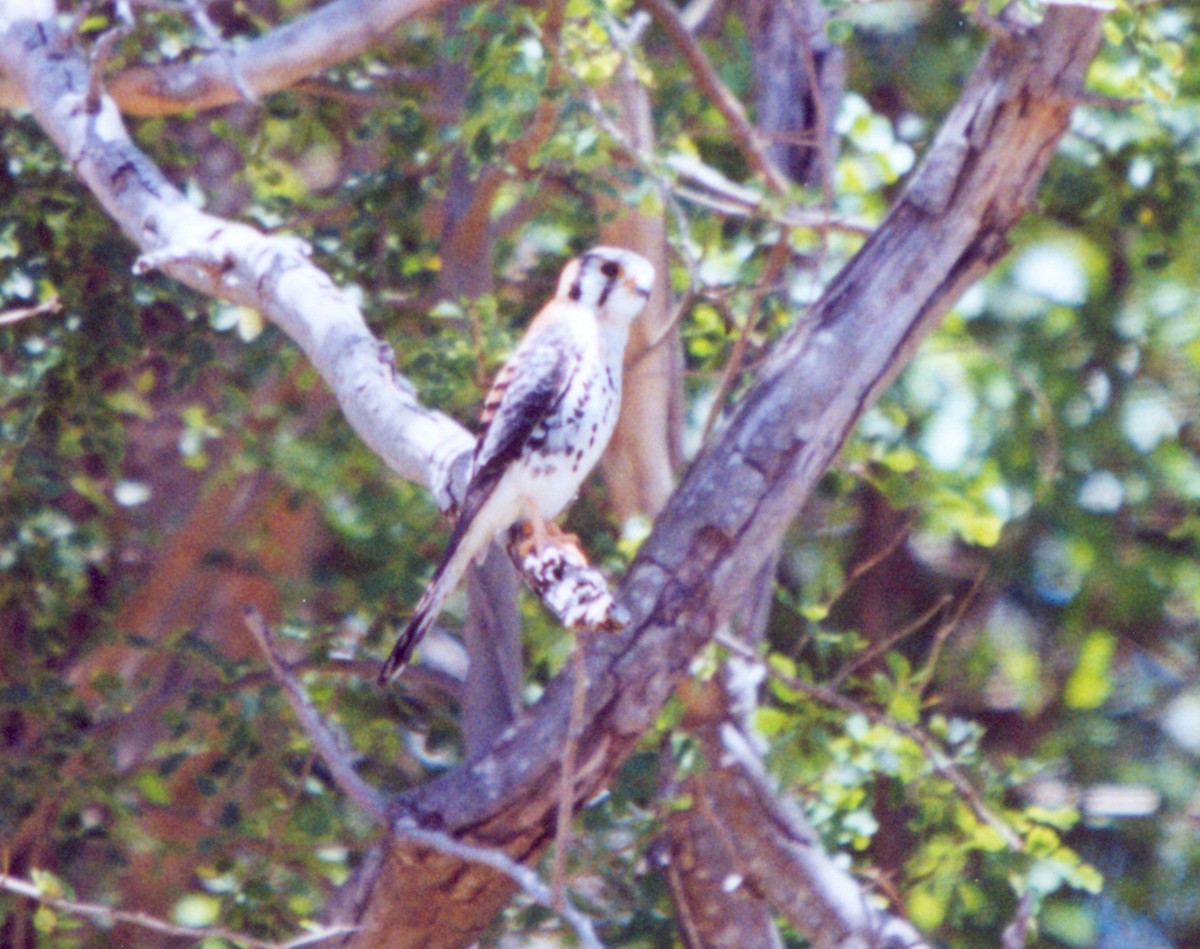 American Kestrel (Eastern Caribbean) - ML415016271