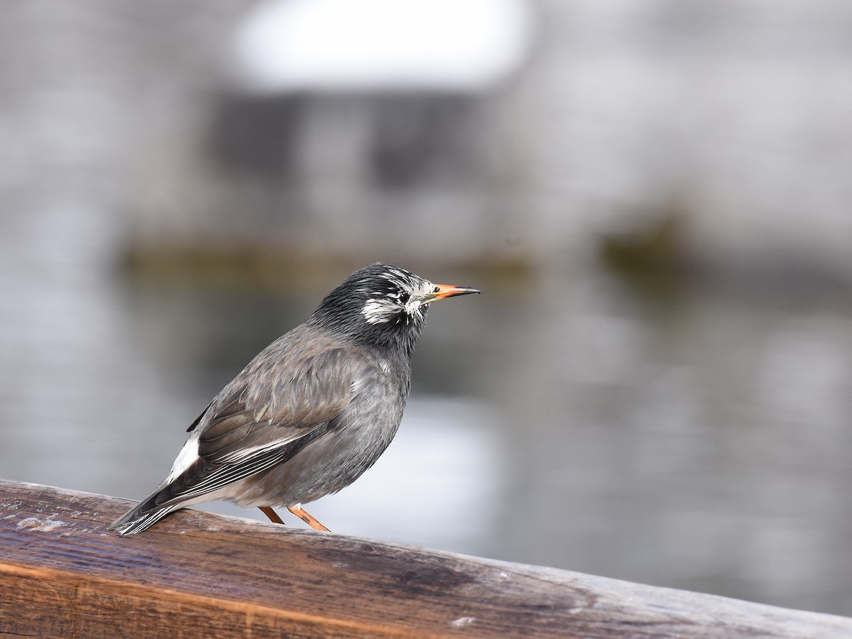 White-cheeked Starling - ML415016371