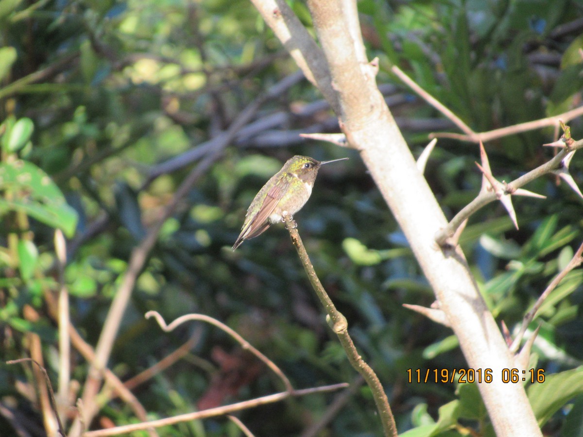 Ruby-throated Hummingbird - ML41501781