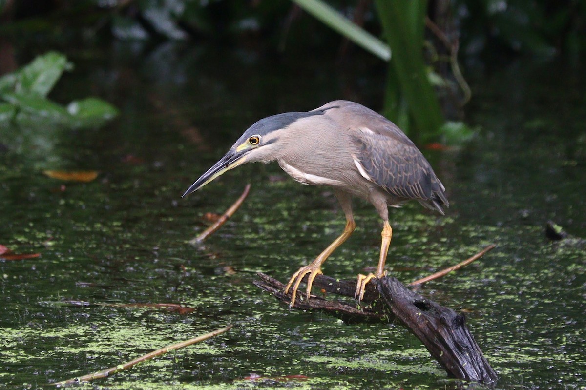 Striated Heron - ML415019211