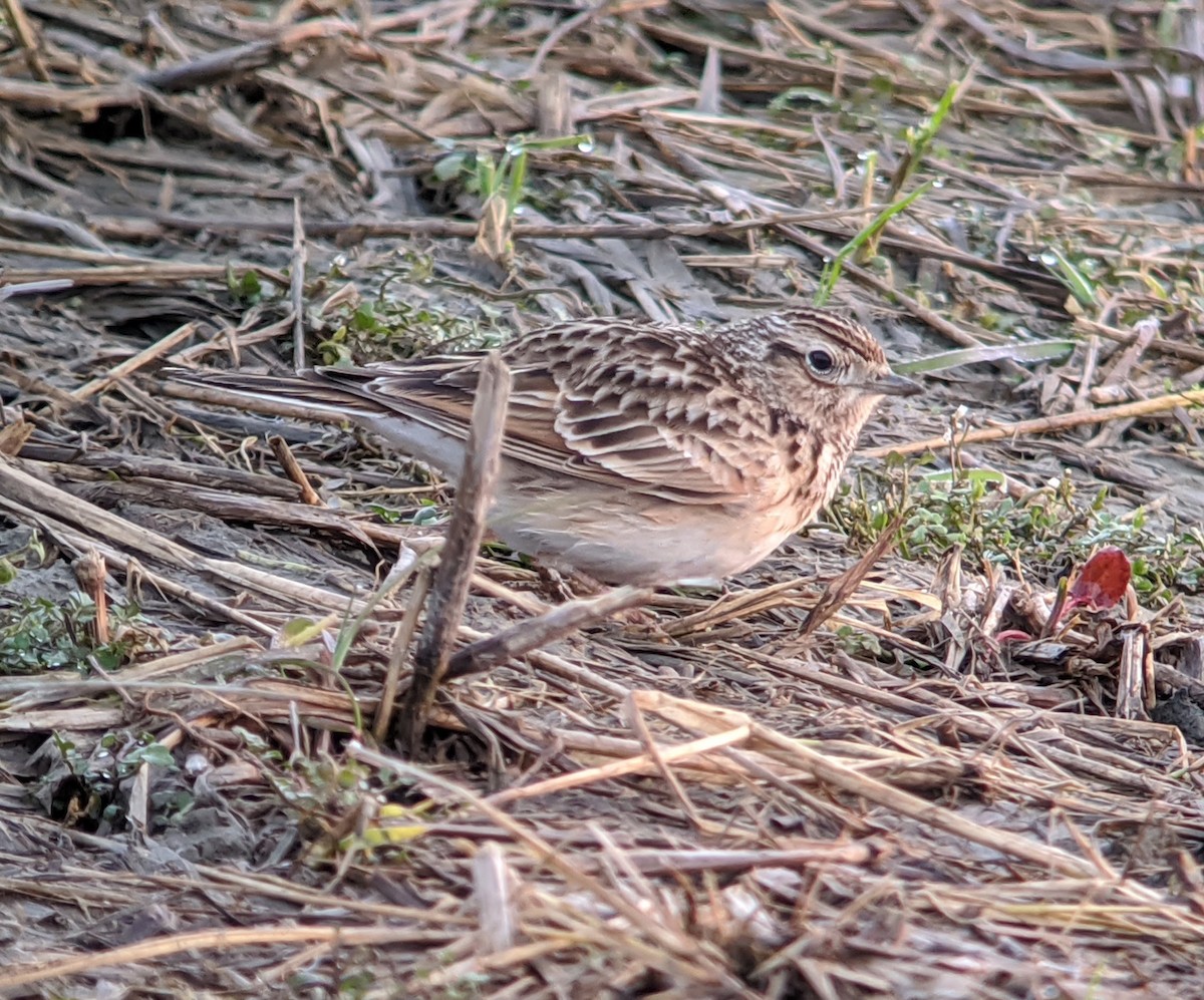 Eurasian Skylark (Far Eastern) - Keith Langdon