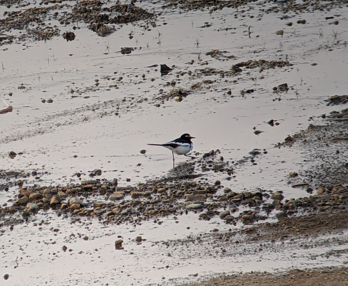 Japanese Wagtail - ML415022971