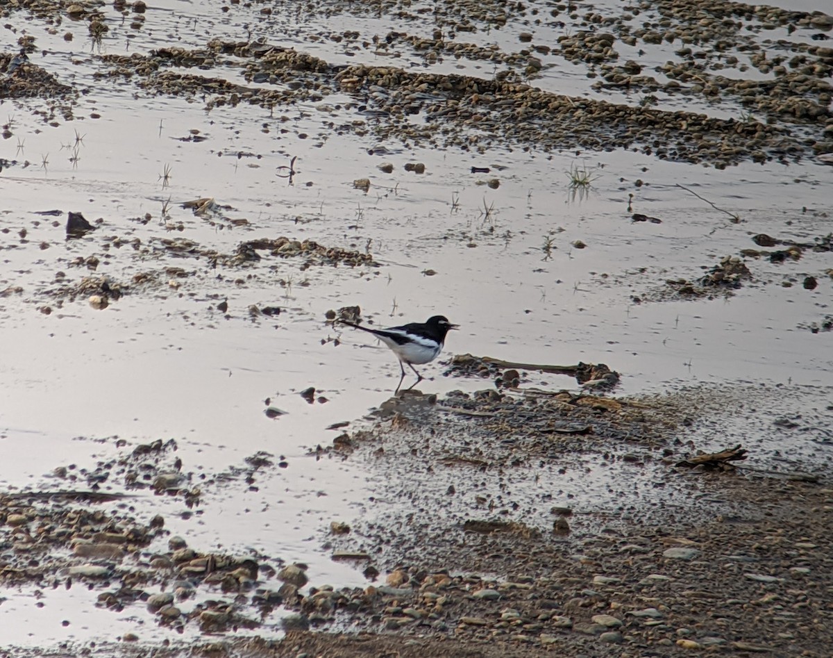 Japanese Wagtail - ML415022981