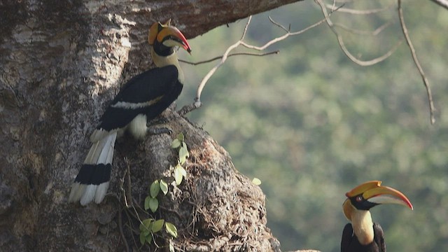 Great Hornbill - ML415023321