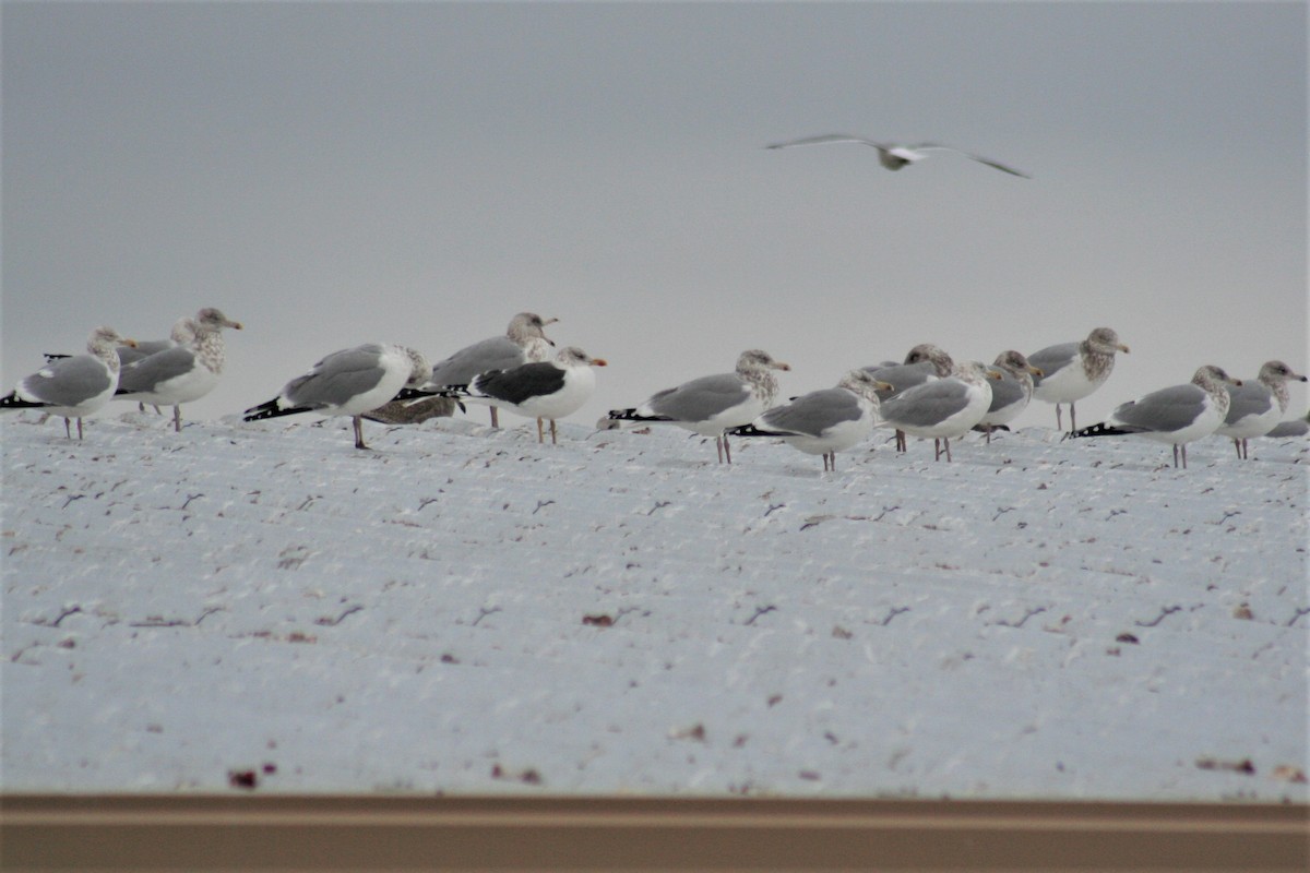 Lesser Black-backed Gull - ML41502621