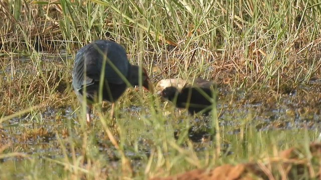 Gray-headed Swamphen - ML415027411