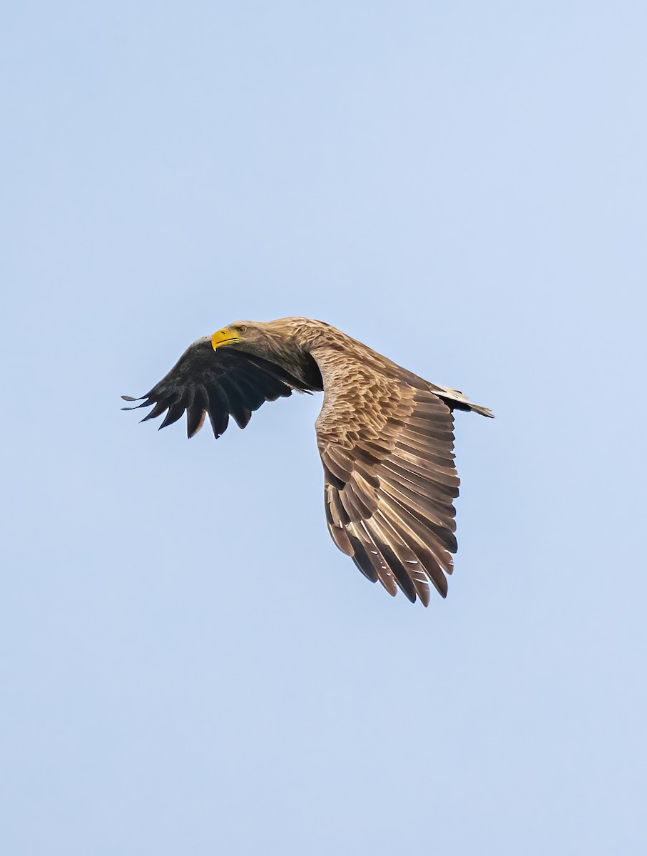 White-tailed Eagle - ML415028761