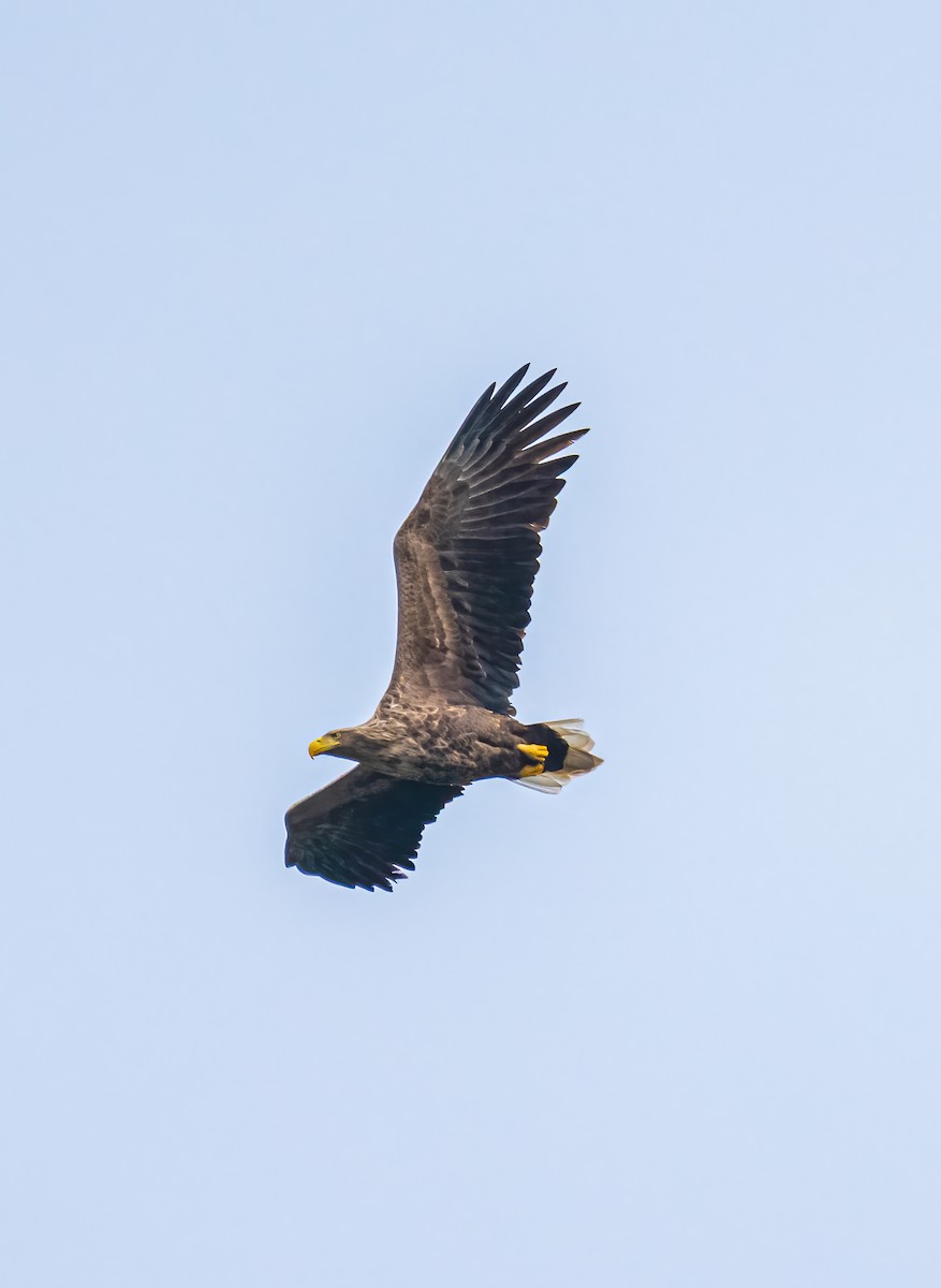White-tailed Eagle - Salvatore Perrone