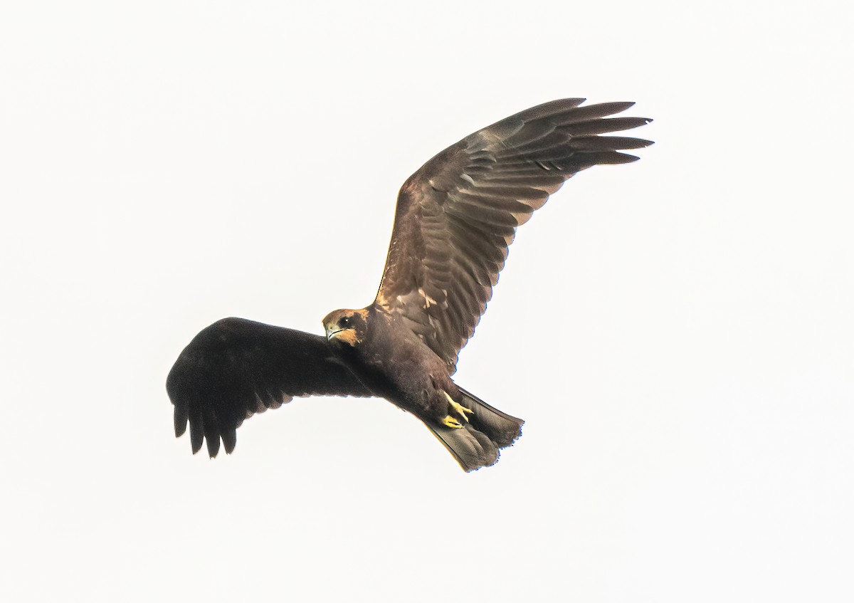 Western Marsh Harrier - ML415030471