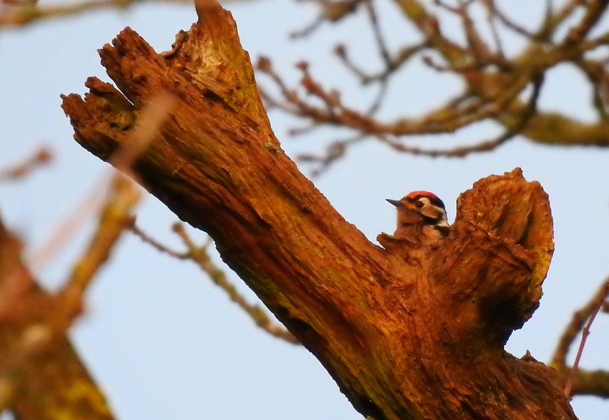 Lesser Spotted Woodpecker - ML415030821
