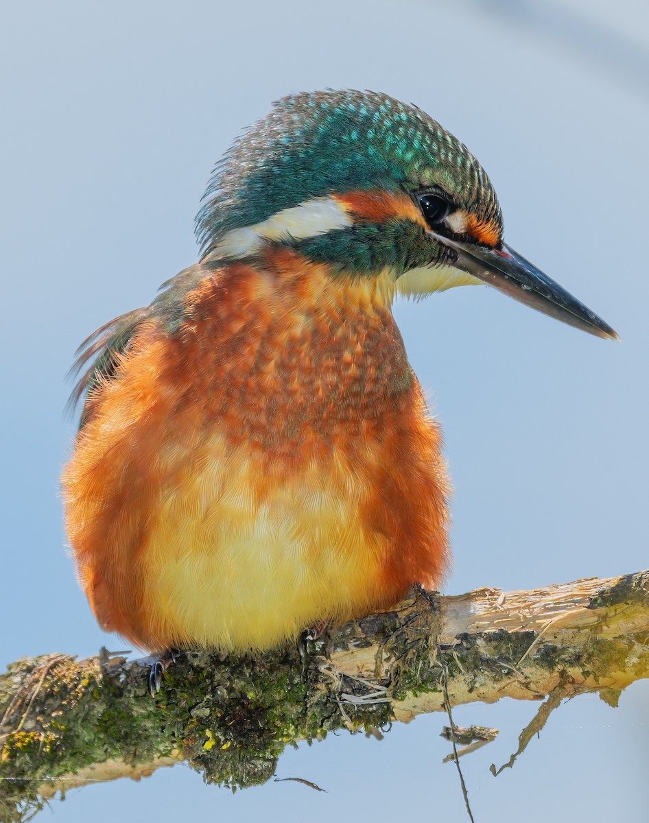 Martin-pêcheur d'Europe - ML415030911