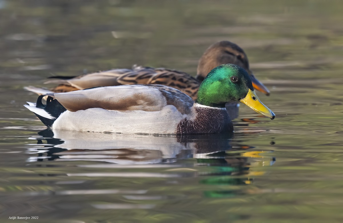 Mallard - Arijit Banerjee