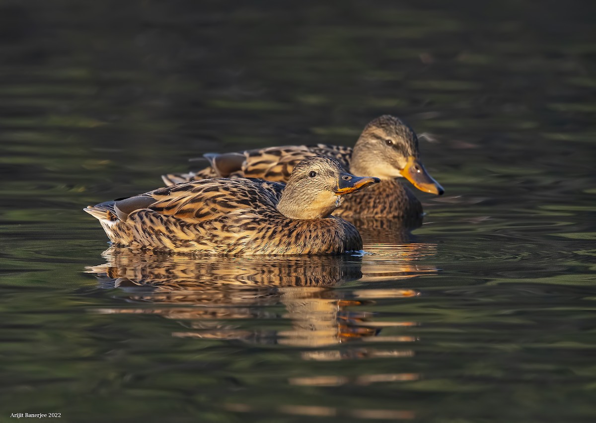 Mallard - Arijit Banerjee