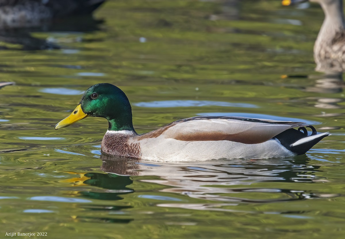 Canard colvert - ML415031301