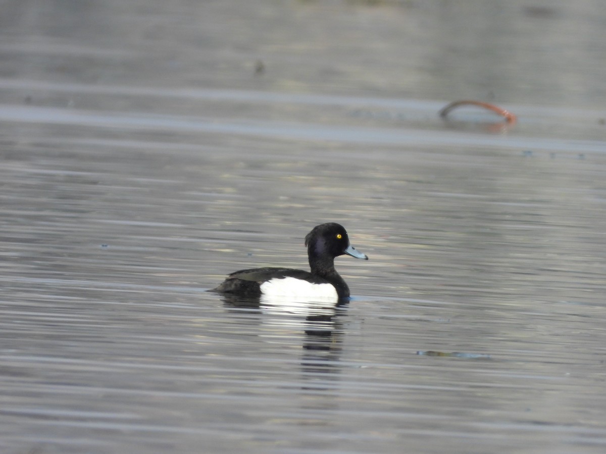 Tufted Duck - ML415031601