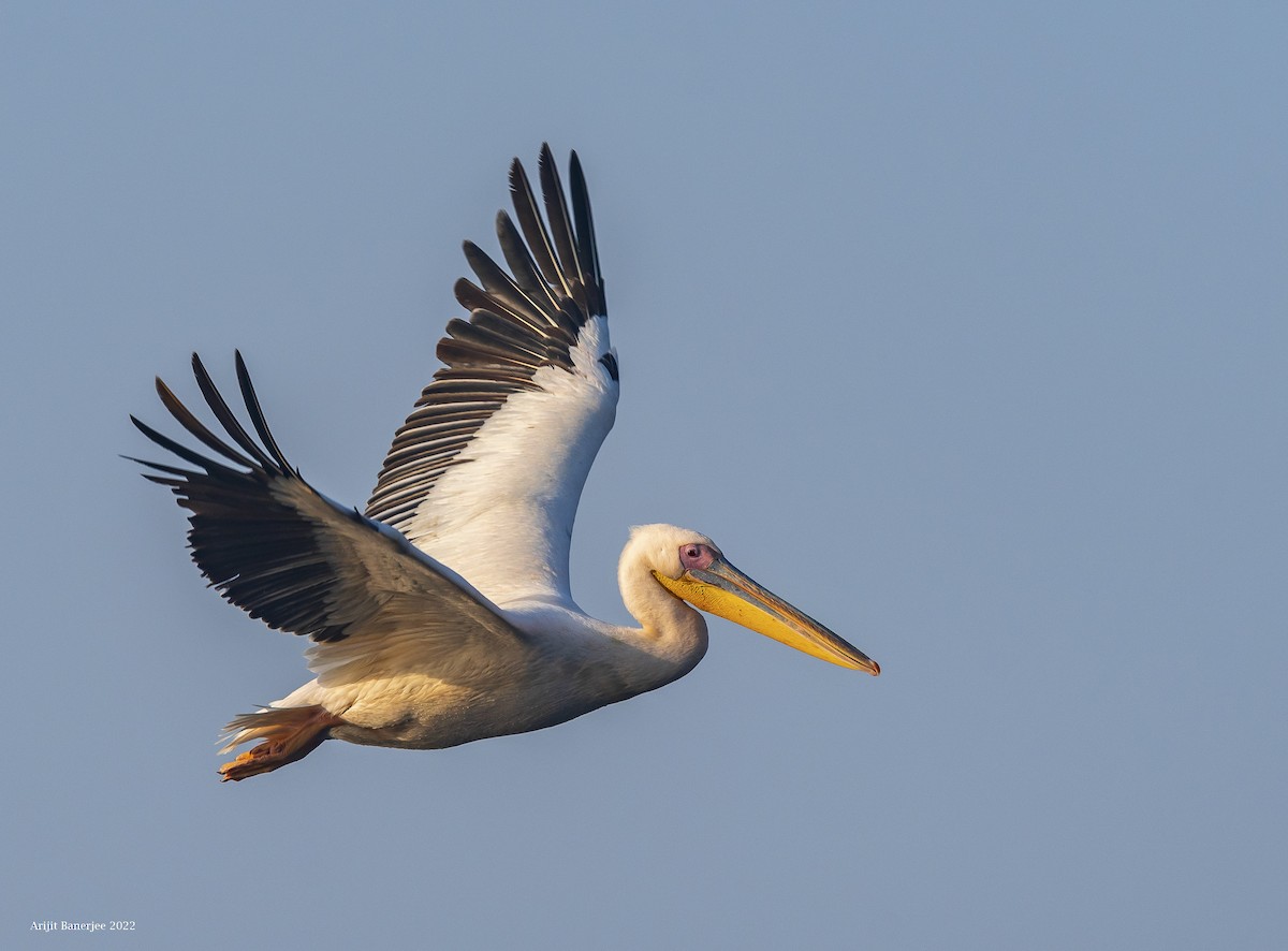 Great White Pelican - Arijit Banerjee