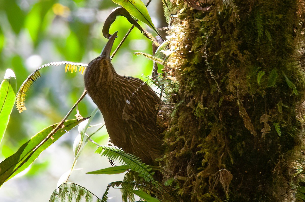 meiseltreløper (promeropirhynchus gr.) - ML415032341