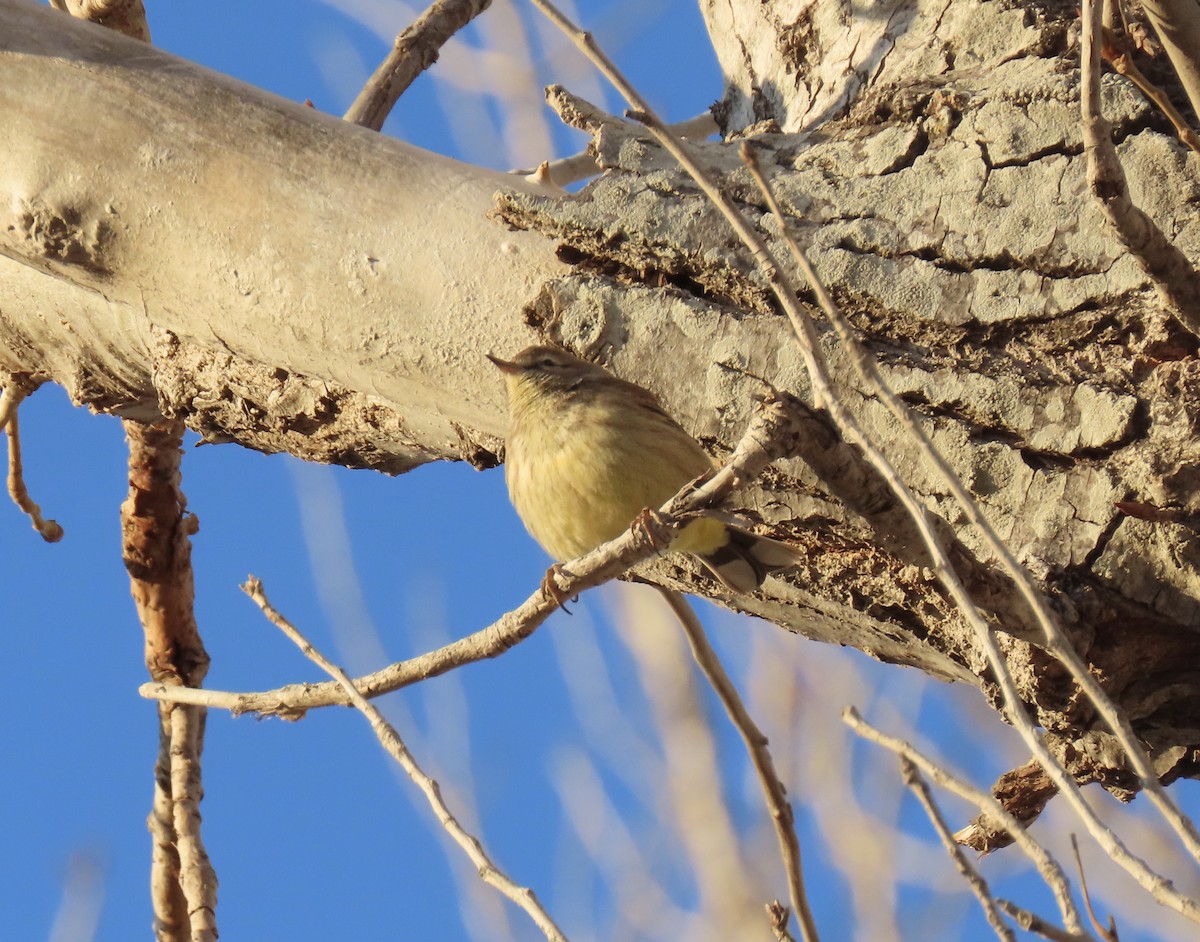 Palm Warbler - ML415032541