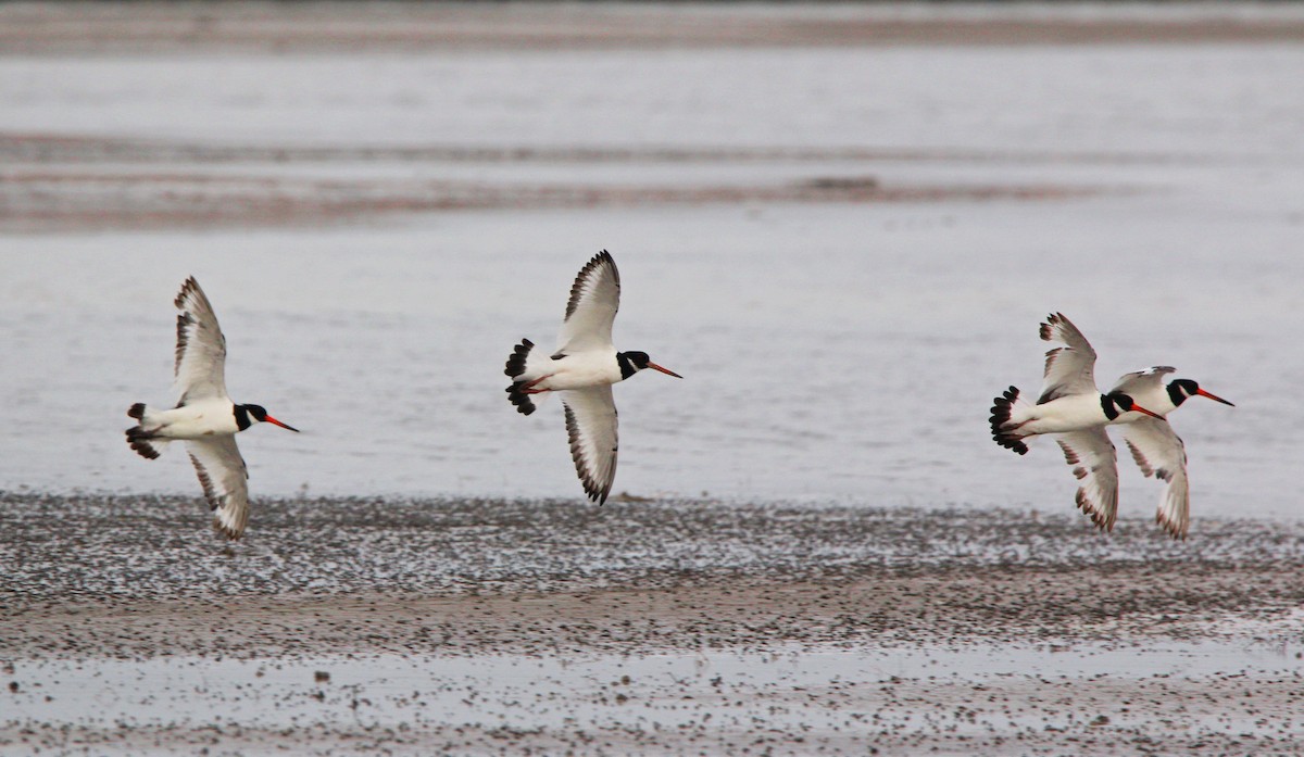 Eurasian Oystercatcher - ML415033491