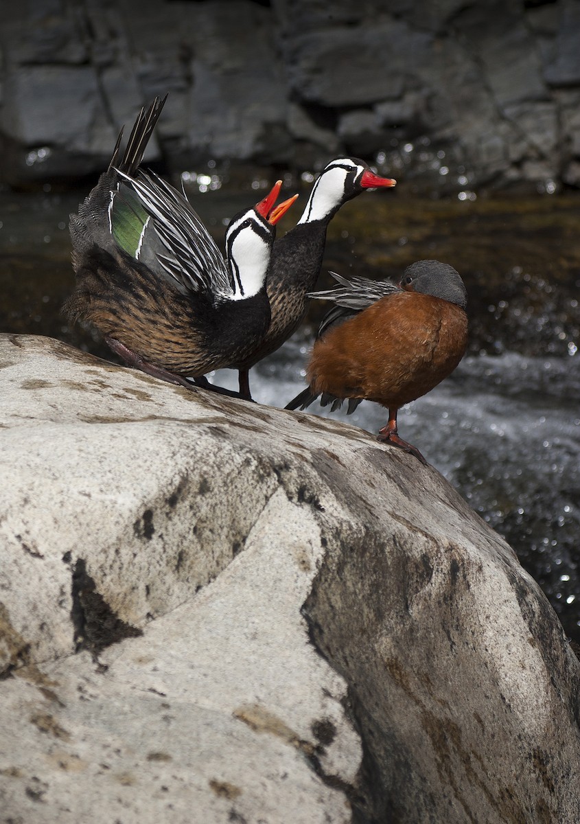 Torrent Duck - Dominic Garcia-Hall