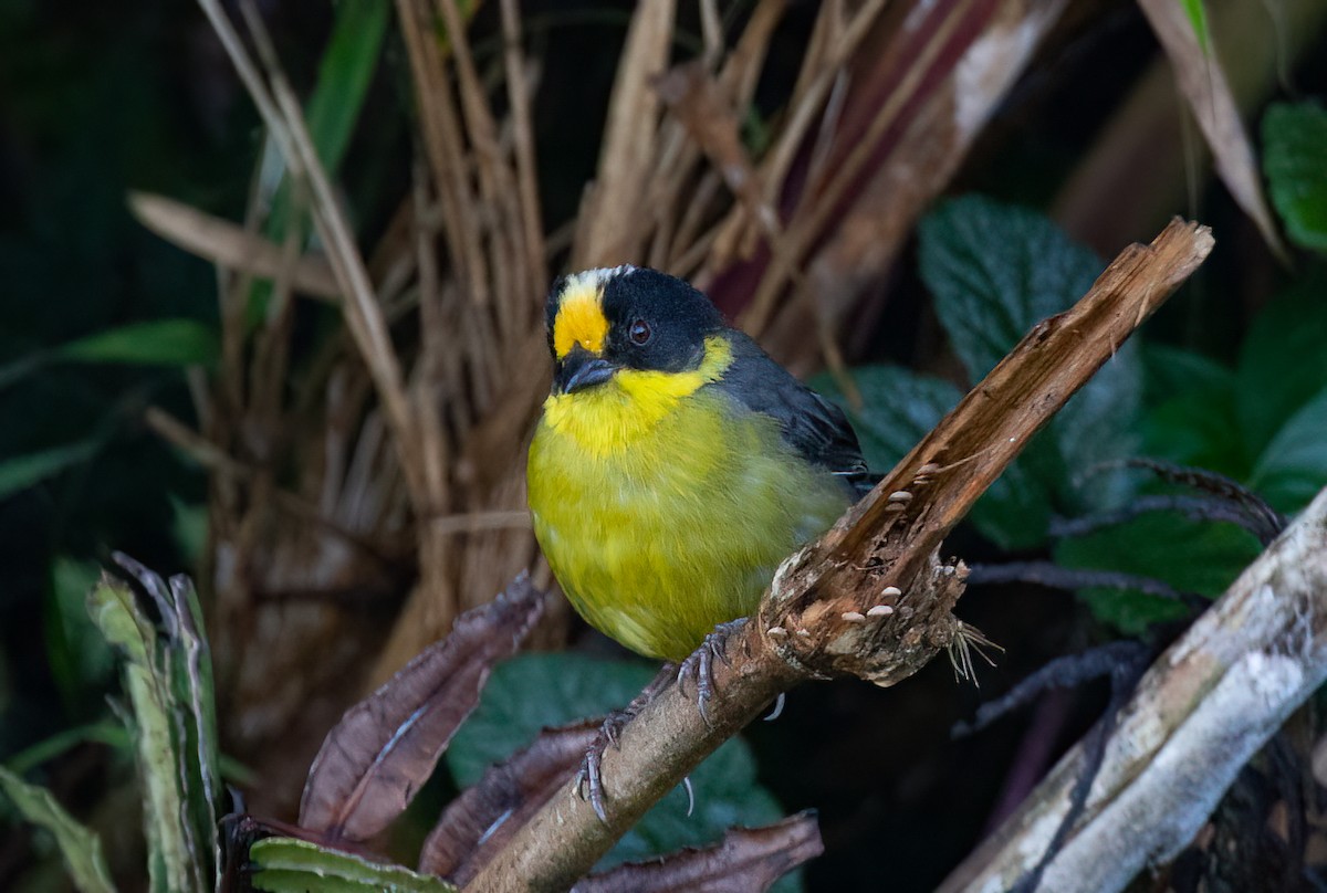 Pale-naped Brushfinch - ML415035091