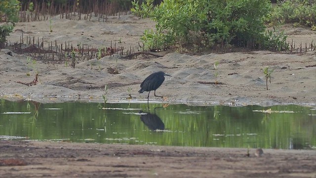 Black Heron - ML415035151