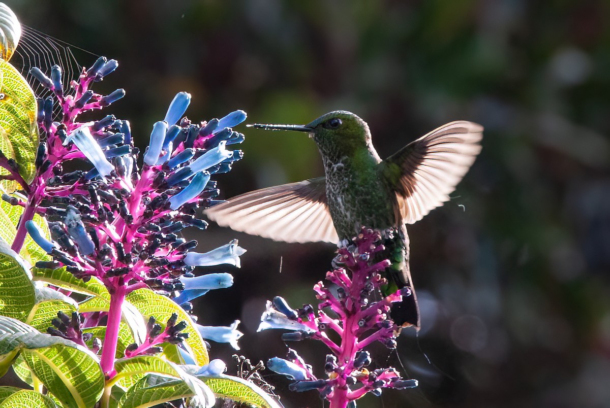 Black-thighed Puffleg - ML415035451