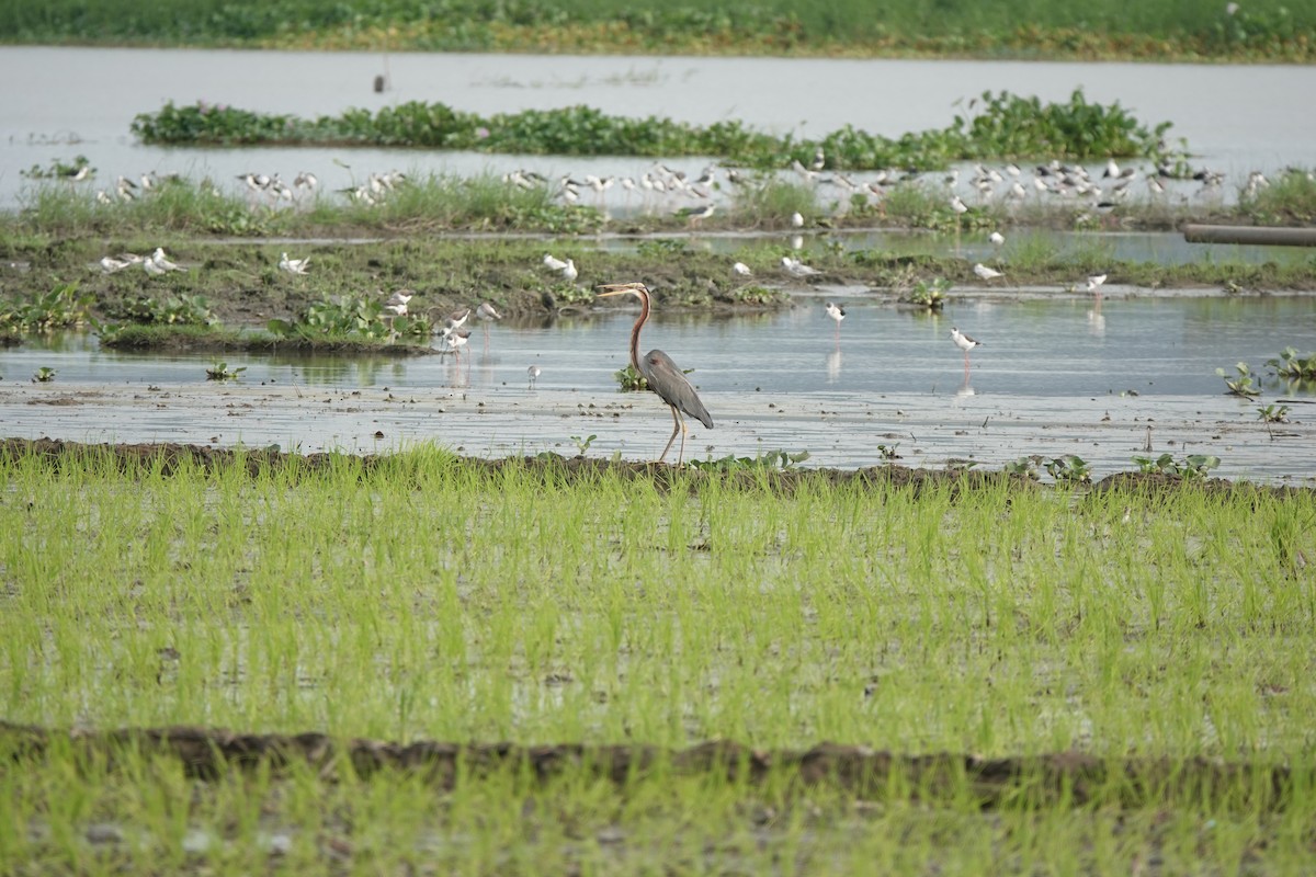 Purple Heron - ML415036301