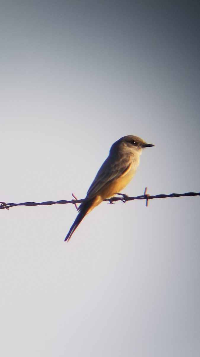 Say's Phoebe - ML415038891