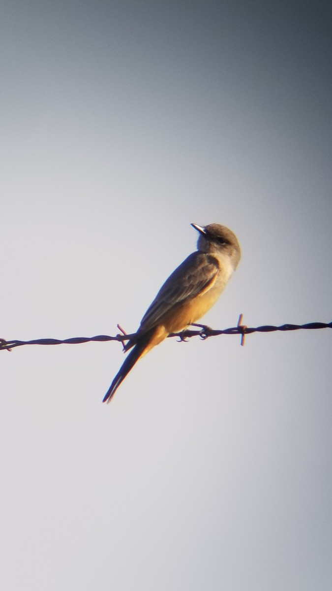 Say's Phoebe - ML415038951