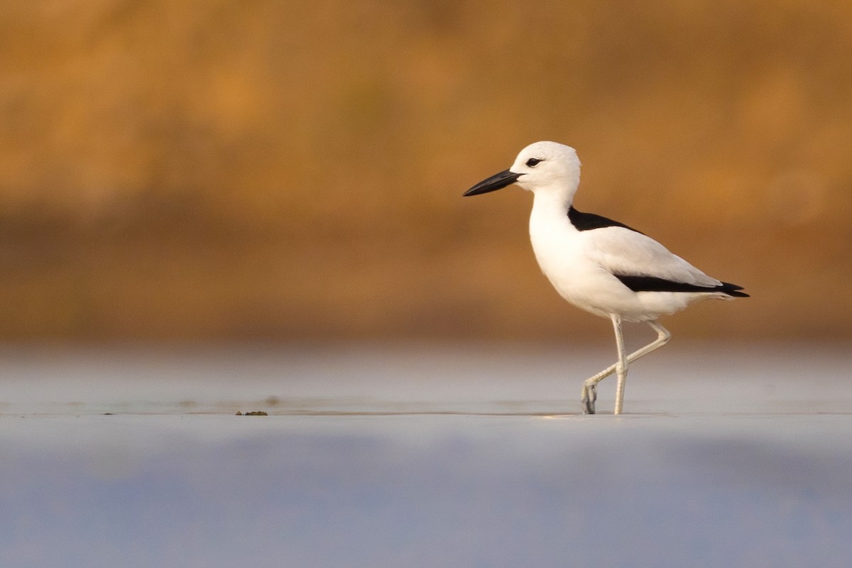 Crab-Plover - Phil Chaon
