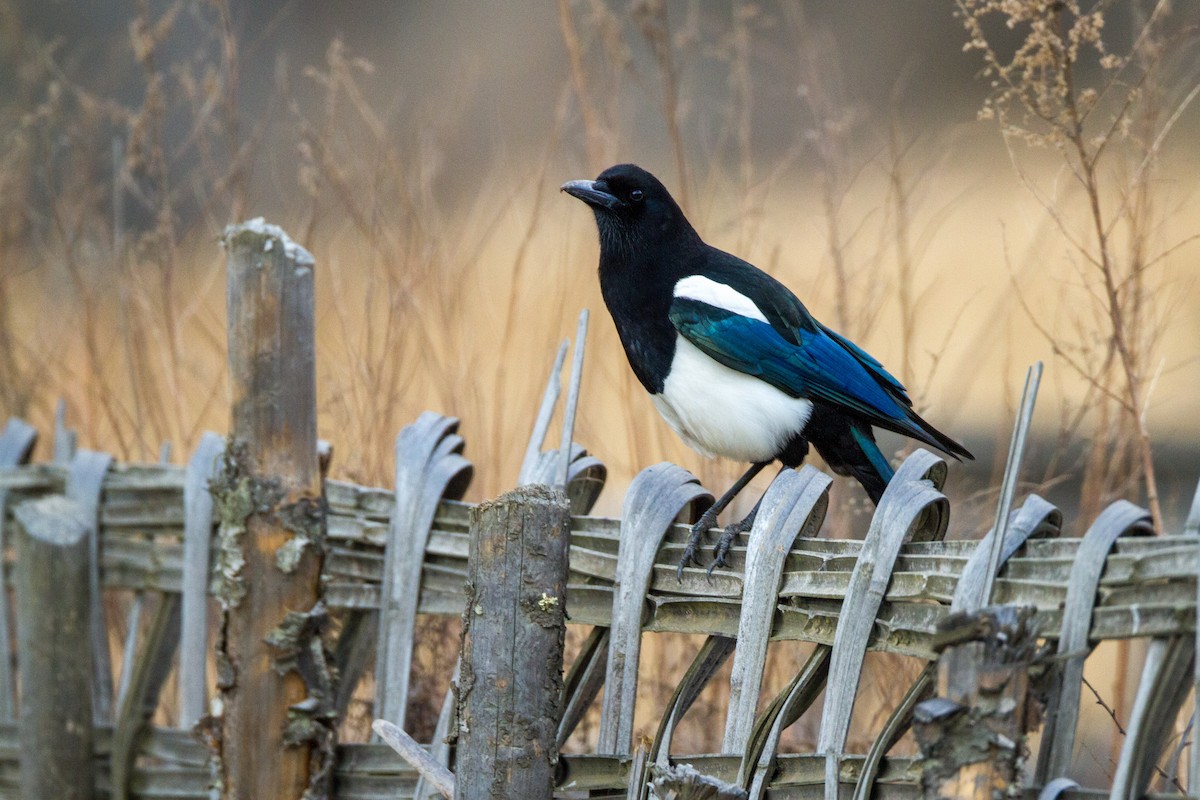 Black-rumped Magpie - ML415044231