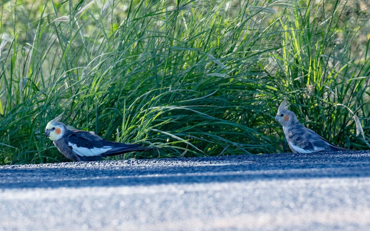 オカメインコ - ML415044611